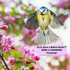 ZLI's Save a Billion Birds Send a Songbird Program