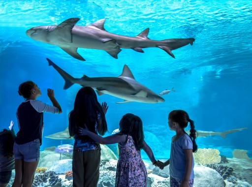 OdySea Aquarium is First Attraction in Arizona to Become a Certified Autism Center