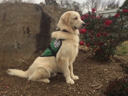 Service Dogs by Warren Retrievers Makes Early Thanksgiving Delivery