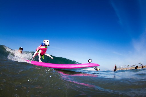 Hot Dogging at the 8th Annual Unleashed by Petco™ Surf City Surf Dog® Competition