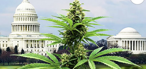 Trump Pushes Cannabis Rescheduling as Hemp CMS Issues Play Out in Federal Court
