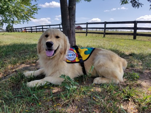 Trained Autism Service Dog to Help Seven Year Old  in Stockton, California.