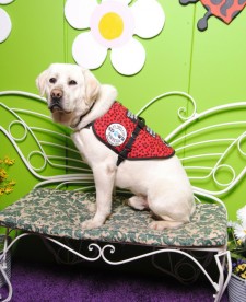 Deacon, a highly trained Diabetic Alert Dog