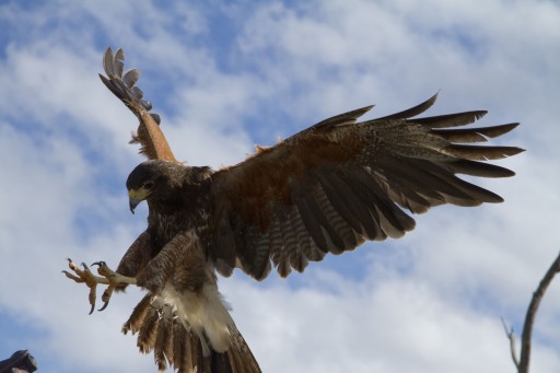 Popular Raptor Free Flight Presentations Begin October 17 at the Desert Museum
