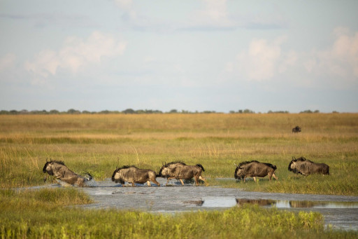 African Parks Announces $1 Billion Dollar Initiative for Africa