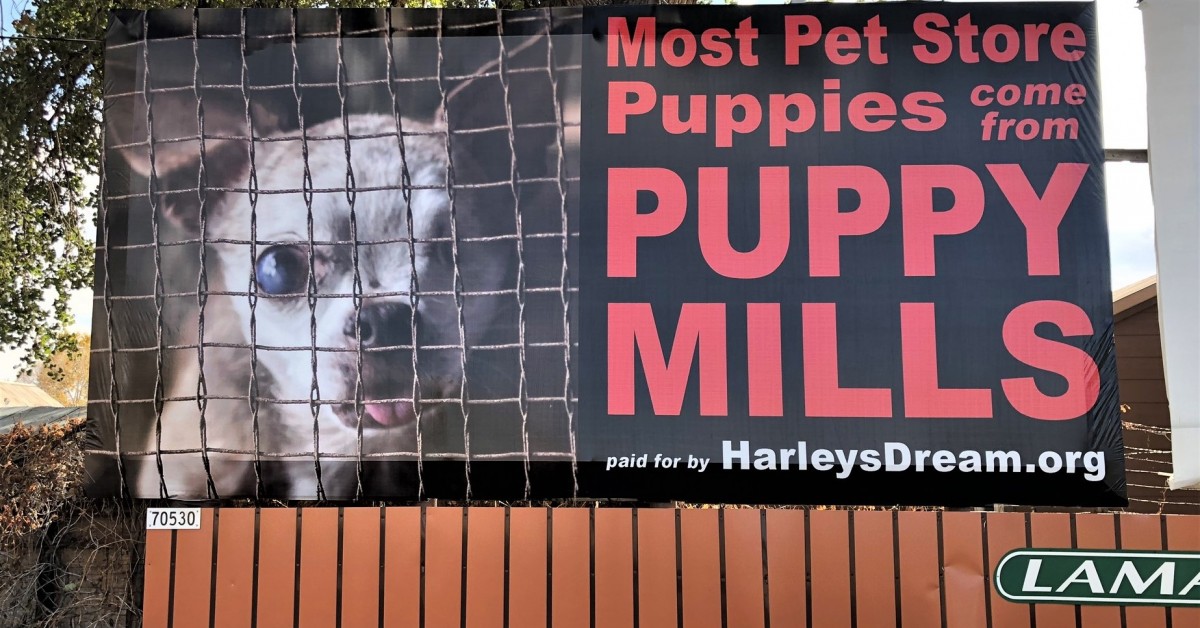 Pet Store Protest in Loveland CO to Honor Puppy Mill Survivor