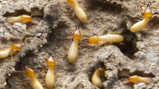 Campbell Law PC Shares What Homeowners Need to Know About Termite Threats This Swarm Season