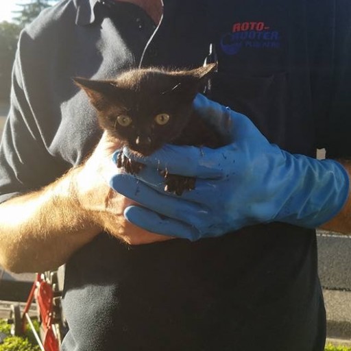 Sacramento Roto-Rooter Plumber Heroically Saves Helpless Kitten Trapped in Drain
