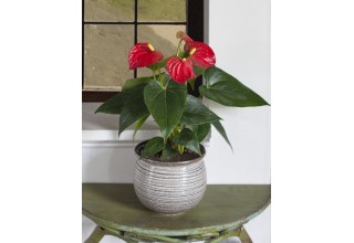 Anthurium 'Red' Holiday Plant from Logee's