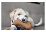 Dog Treat Bone