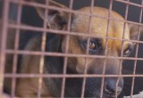 Molokai Humane Society Needs Your Help