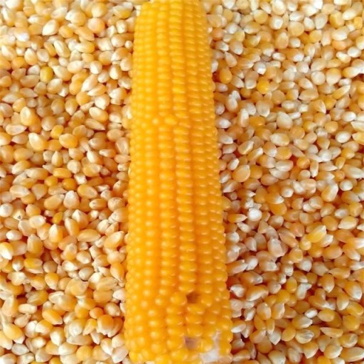 Yellow Corn/Maize for Animal Feed / Yellow Corn For Poultry Feed