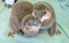 Baby Penguins Born! 