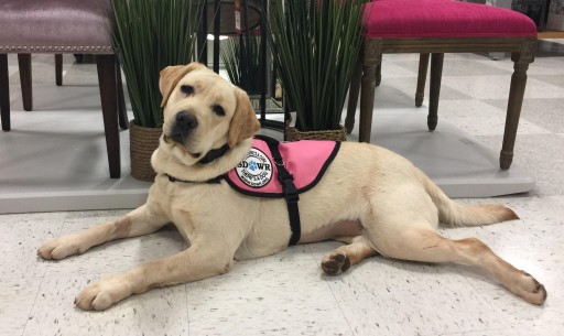 Service Dogs by Warren Retrievers Delivers Diabetic Alert Dog to Mystic CT Family