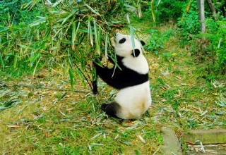 Volunteer as a panda caregiver in China