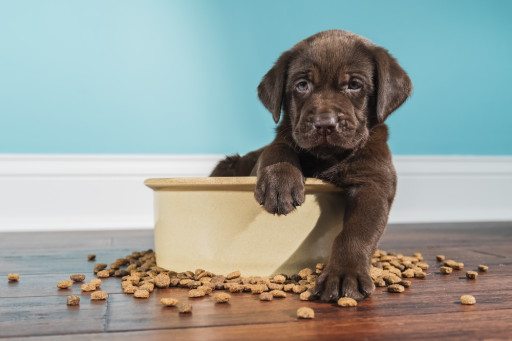 Plant-Powered Pups: New Study Shows Dramatic Environmental Gains From Plant-Based Dog Food in the UK