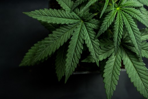 Hemp Sales Likely to Improve With Rise in Demand for Nutritional Hemp-Based Foods