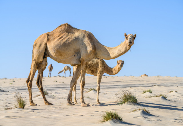 Qatar National Tourism Council