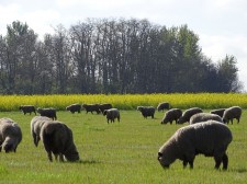 Integrating livestock grazing with crops