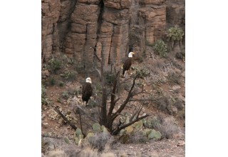 Raptors Along the Rails in the Verde Canyon