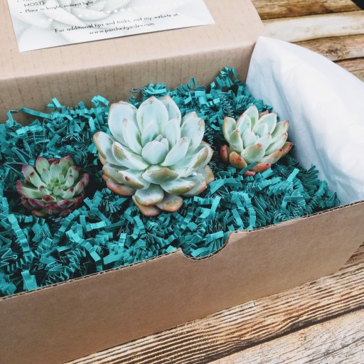Plant Expert US Brand THE PARCHED GARDEN Announces the Launch of Its Monthly Subscription Club for Its Rare and Stunning Finds of Succulents
