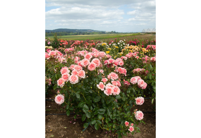 Heirloom Roses field