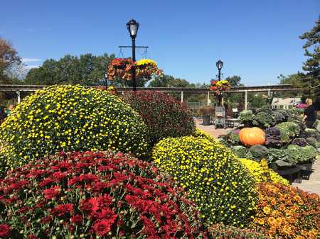 Fall is for Planting Mums