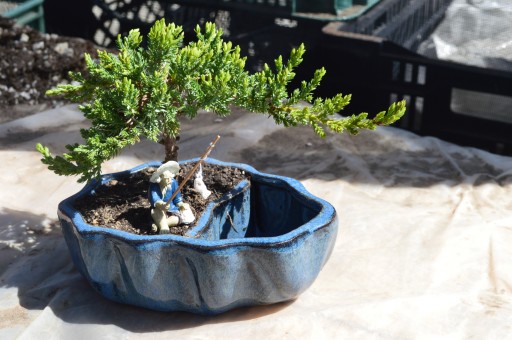 Learn the Art of Bonsai From 9GreenBox.com - Producing Lavish Household Plants and Accessories Since 2007