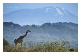 Giraffe in Arusha National Park