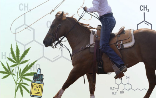 CBD Life Sciences, Inc. (CBDL) Launches First-of-Its-Kind CBD Horse Paste: A Veterinarian-Designed Solution for Equine Wellness