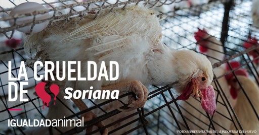 Igualdad Animal Exige a Soriana Mejoras en Torno Al Bienestar Animal