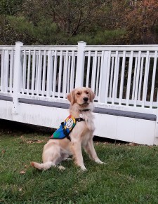 Bohach, a Golden Retriever Autism Service Dog