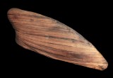Sadigh Gallery Mummified Ibis