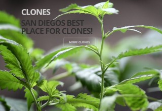 We have CLONES!
