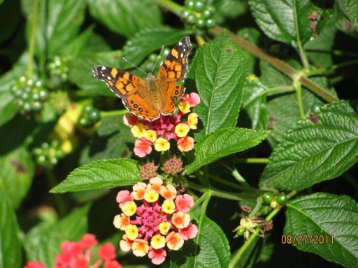 Butterfly Gardens Discovers SBA 504 Program and Achieves Dream of Property Ownership