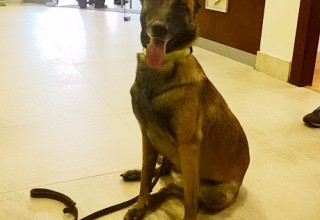 In the lobby of the Church of Scientology Mexico, Shira, a Los Topos search and rescue dog who saved the lives of seven people buried in the rubble of buildings collapsed by the September 19, 2017, Mexico City earthquake