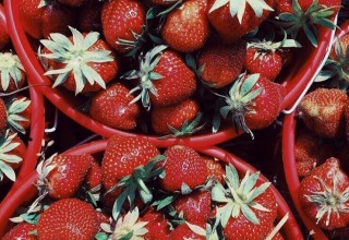 Sweet, Homegrown Strawberries 