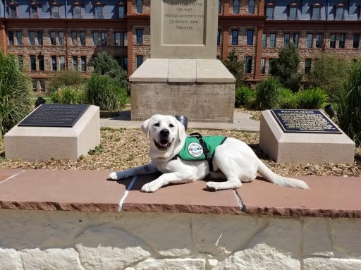 Service Dogs by Warren Retrievers Delivers Diabetic Alert Dog to Boy in Colorado Springs