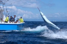 Marlin Tournament Hookup at Tropic Star Lodge