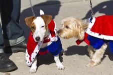 Dogs in costume for Halloween