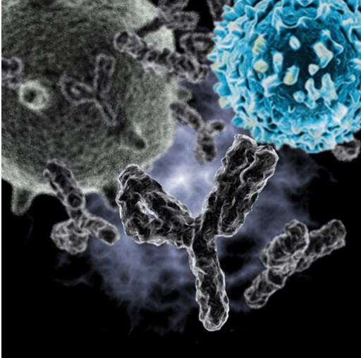 Creative Biolabs Released Comprehensive Bispecific Antibody Services