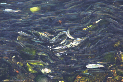 USGS Challenges Simple Narrative Linking Menhaden to Osprey Decline