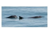 The last 30 Vaquita porpoise left in the world