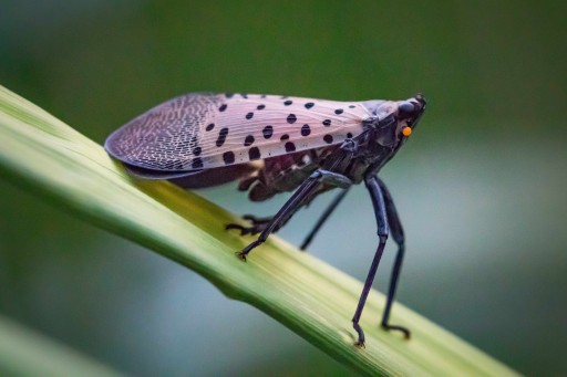 Stoller Announces Organic Product to Control Invasive Spotted Lanternfly