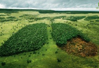 The Lungs of the earth are disappearing