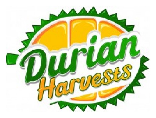 Durian Harvests Exports Musang King Durian to China