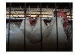 Nueva Investigación De La Organización Internacional Igualdad Animal Muestra en México Por Primera Vez Imágenes De La Cruel Industria Del Huevo