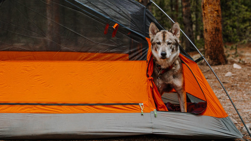 Kings Peak Tent, First Ever 2-Person, 1-2 Dog Tent