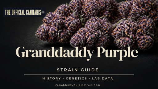 Granddaddy Purple Strain Guide Compares Competing Lineage Accounts and 512 Historical Lab Tests