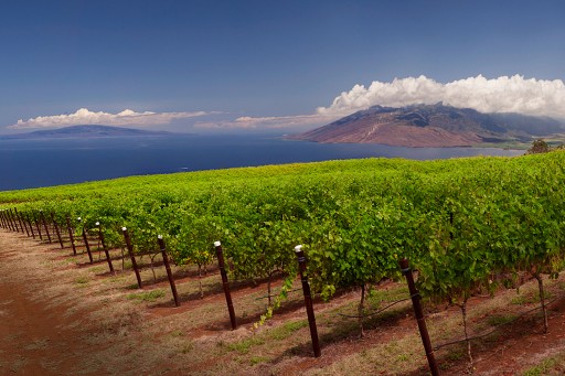 Discover Maui's Craft Beer, Wine & Spirits Community